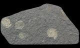 Dactylioceras Ammonite Cluster - Posidonia Shale #52904-1